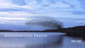 Murmuration