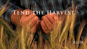 Tend the Harvest